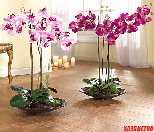 Четыре условия для идеальных орхидей