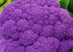 Пурпурные сорта брокколи