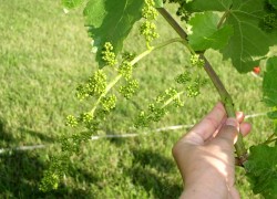 Кольцевание лозы винограда