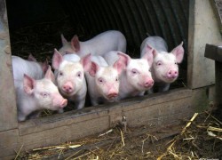 Откорм свиней – домашний бизнес без убытков