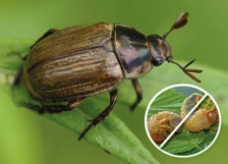 Способы борьбы с майским жуком и хрущами