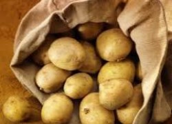 Картофельное вырождение - главный враг урожая