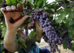 Сорта винограда для Черноземья
