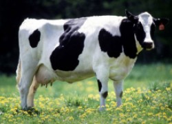 Послеродовой парез у коровы