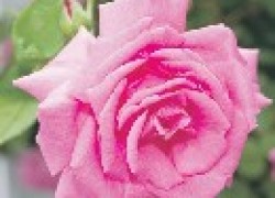 Как бороться с черной пятнистостью на розах