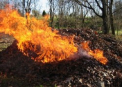 Можно ли сжигать опавшую листву весной?  