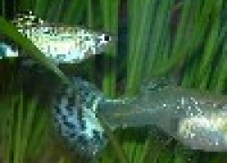 Гуппи  – самые неприхотливые рыбки для аквариума