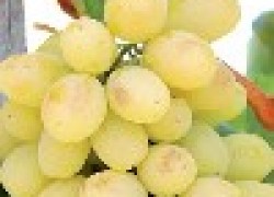 Десять лучших сортов винограда