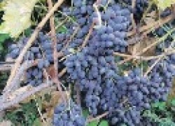 Поздние сорта винограда