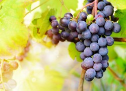 О сортах винограда Кинг руби устойчивый и Богун