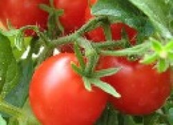 Требования томатов к почве