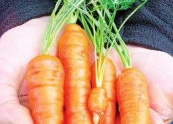 Как вырастить семена иностранной морковки