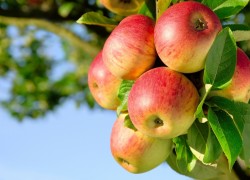 Собираем яблоки: правила сбора и хранения