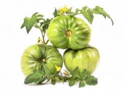 Рецепты из зеленых помидоров