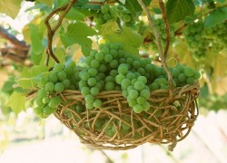 Об укрывных и неукрывных сортах винограда