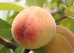 Обрезка персика ежегодно и сильно