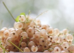 Смородина белая: сорта и особенности агротехники