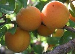 Прививка для абрикоса в летние месяцы