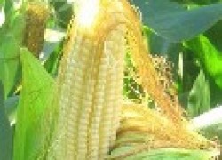 Как вырастить сахарную кукурузу