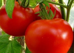 Удобрения и яды для томата