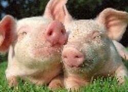 Как выкормить поросят без свиноматки
