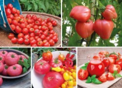 Как сделать помидоры сладкими