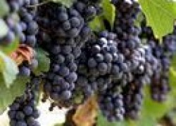 Увеличиваем урожай винограда