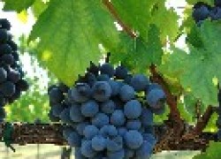 Хлороз винограда: причины, признаки, последствия