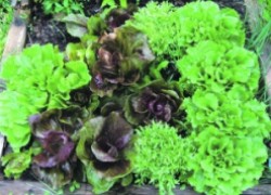Цикорный салат – редкость в огороде