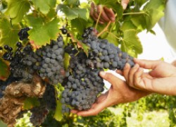 Сроки созревания различных сортов винограда