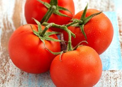 Выбираем самые живучие томаты
