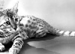 Кошка Сафари – домашний питомец с диким обликом