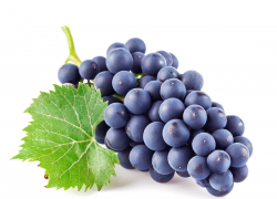 Сорта винограда для новичков