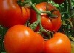Схема посадки томатов и уход за ними