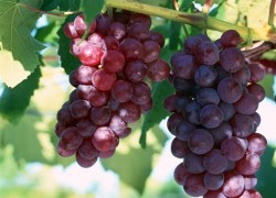 О сортах клонах и чистоплотности винограда