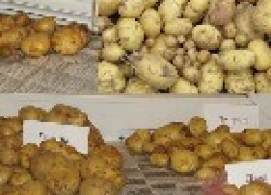 Картофель из семян – дело стоящее