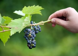Виноград для средней полосы