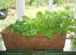 Трудно ли вырастить салат на лоджии к 8 марта?