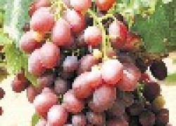 Народные сорта винограда