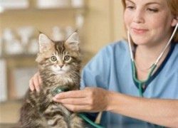 Как лечить кошек