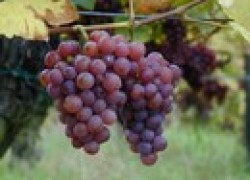 Почему лысеет гроздь винограда