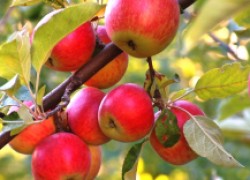 Синапы – яблони, которые не боятся засухи и болезней