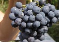 10 самых вкусных сортов винограда