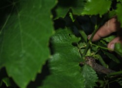 Зеленые побеги винограда: как будем удалять?