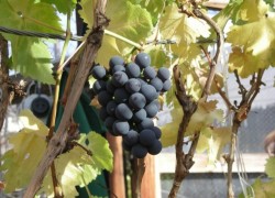 Лоза винограда и высокие грунтовые воды