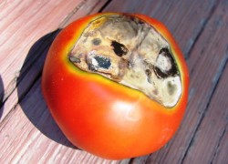 Лечение вершинной гнили на томатах