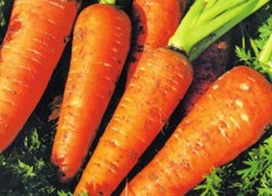 Почему морковь побелела