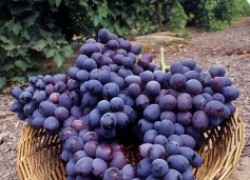 Выращивание ранних сортов винограда