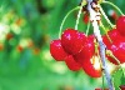 Почему опадают ягоды вишни