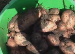  Собрал отличный урожай картофеля из-под соломы